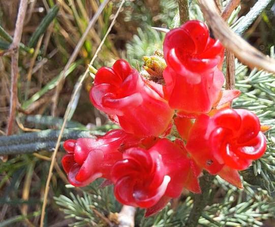 Microloma tenuifolium red lips